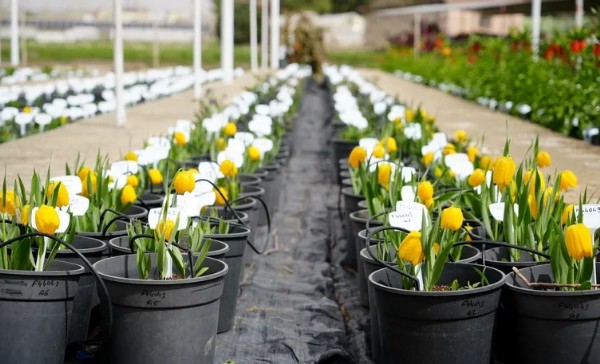 Bir Tek Türkiye'de Yetişiyor! Ömürleri İse Sadece 20 Gün